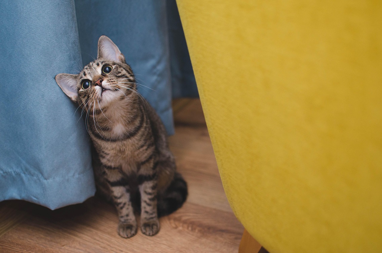 Kitten 5